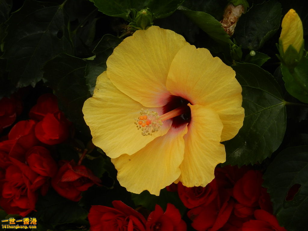DSCN4754.JPG