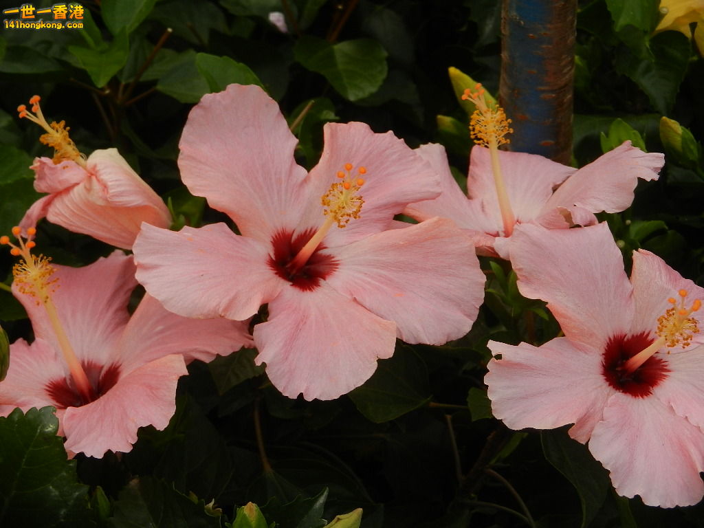 DSCN4755.JPG