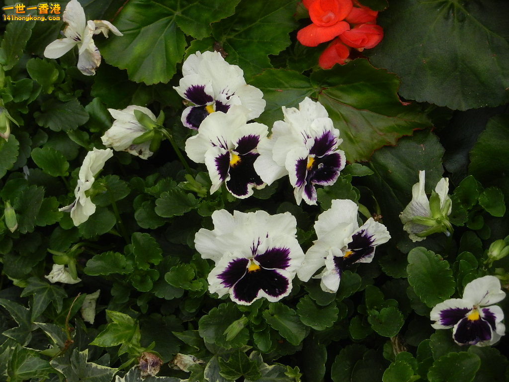 DSCN4772.JPG