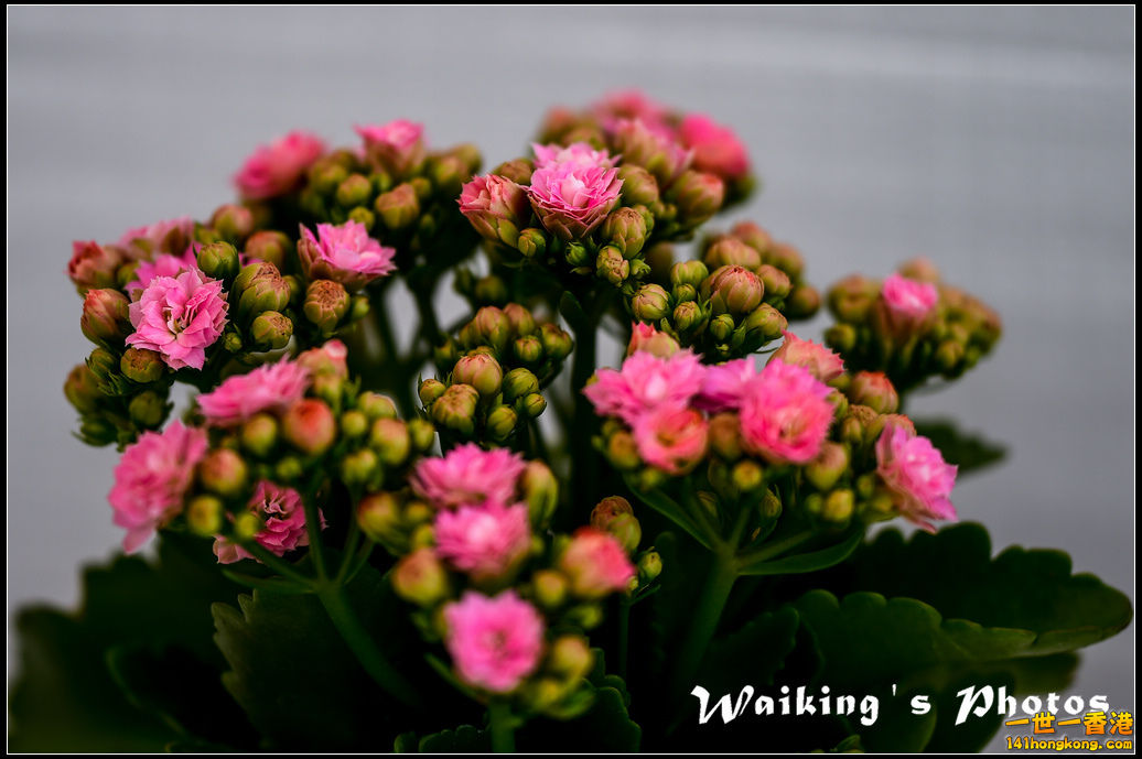 150320 Flower Show - 0064.jpg