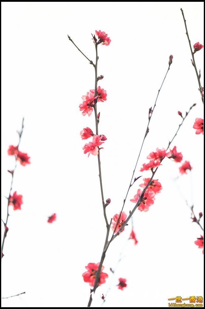 150320 Flower Show - 0102.jpg