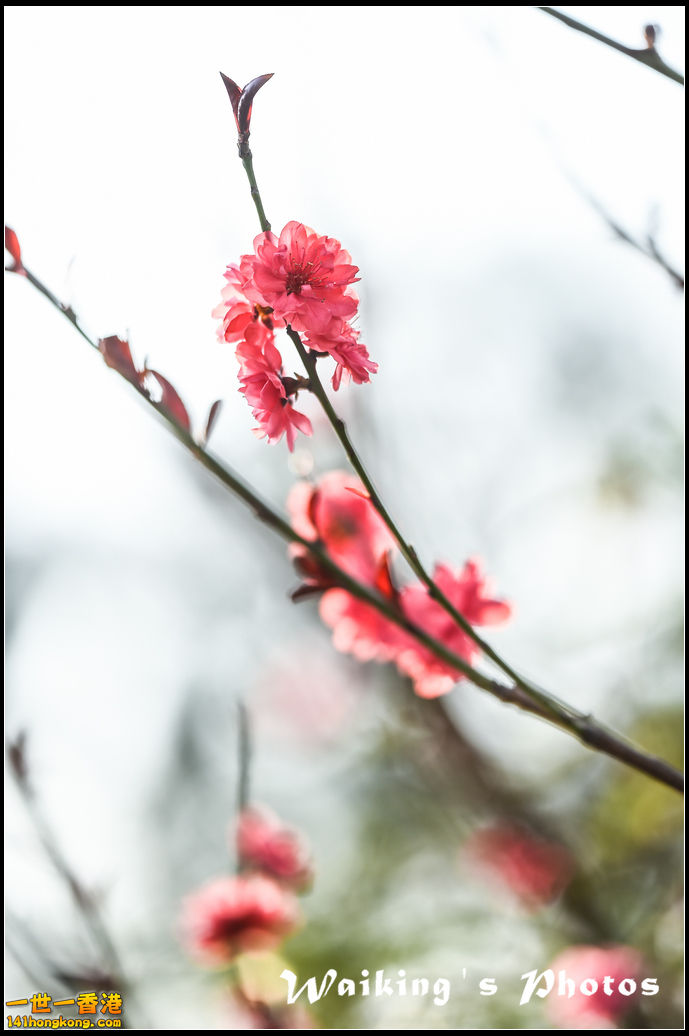 150320 Flower Show - 0103.jpg