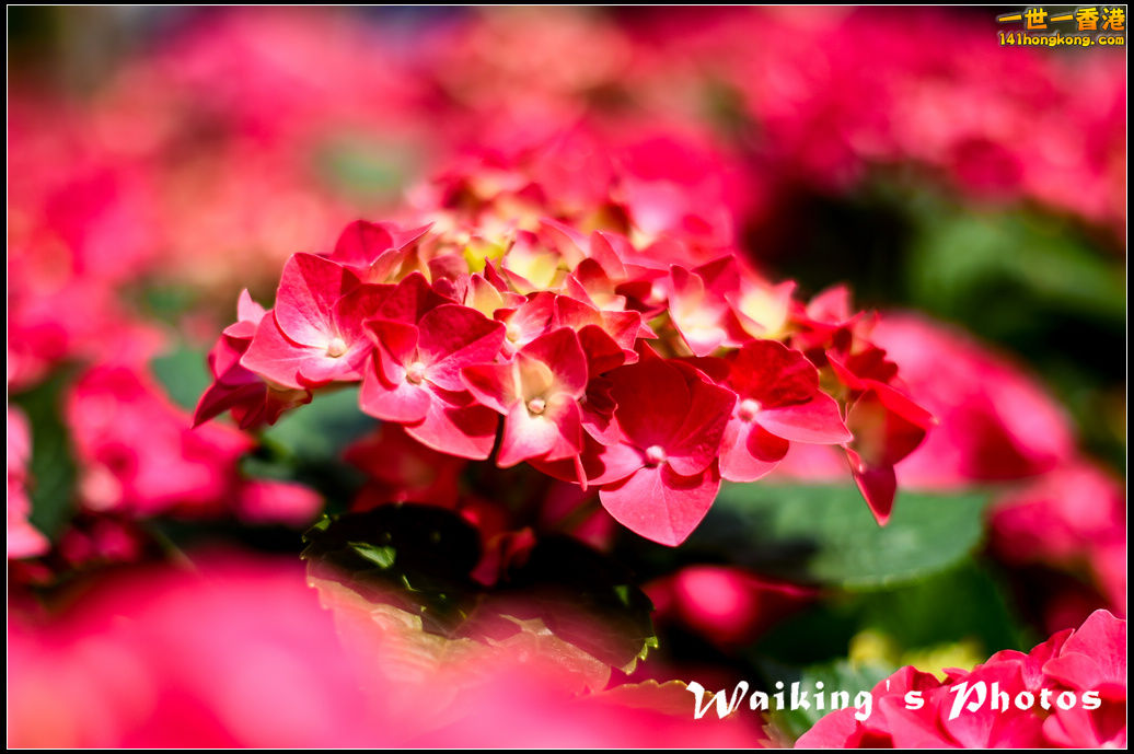150320 Flower Show - 0005.jpg