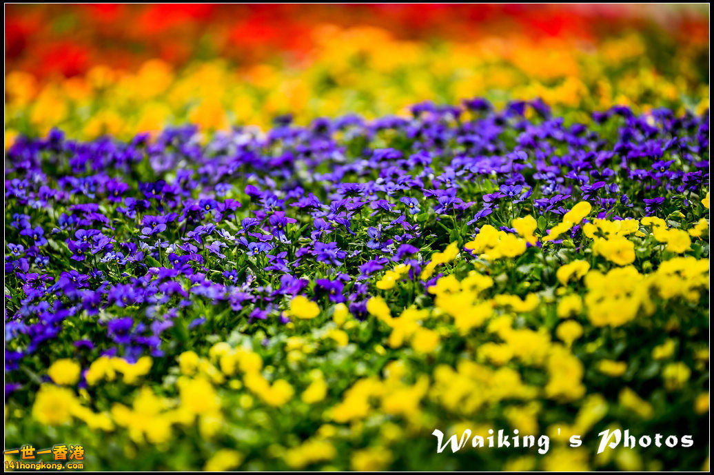 150321 Flower Show - 0013.jpg
