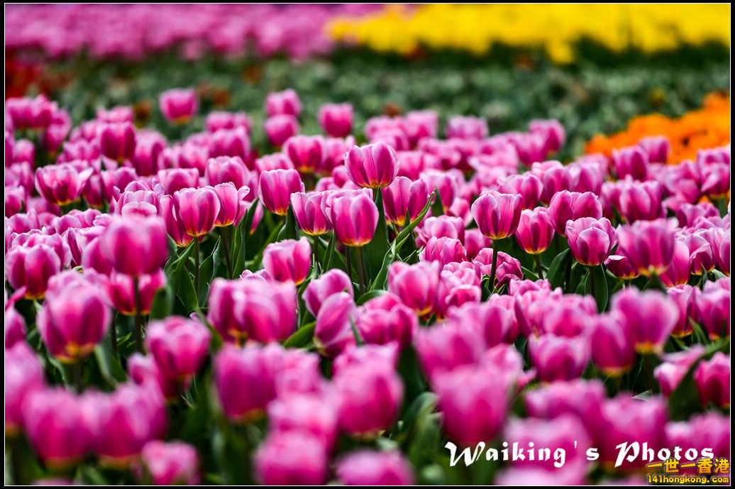 150321 Flower Show - 0029.jpg