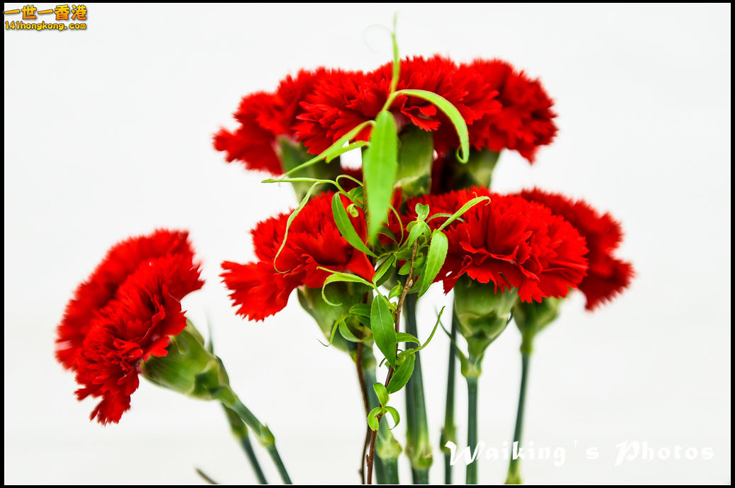 150321 Flower Show - 0057.jpg