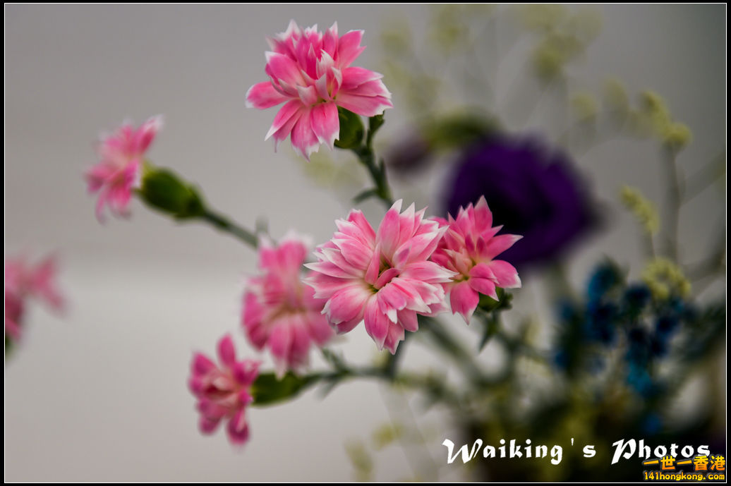150321 Flower Show - 0084.jpg