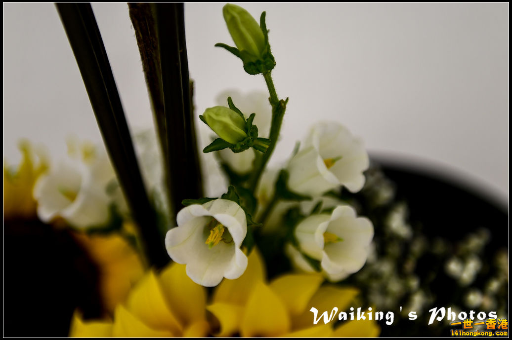 150321 Flower Show - 0087.jpg