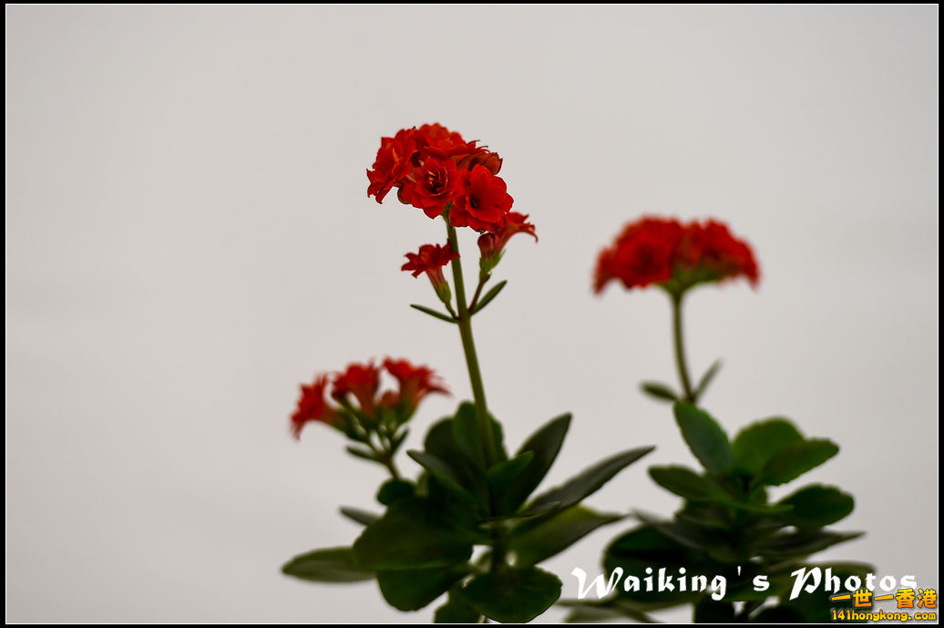 150321 Flower Show - 0096.jpg
