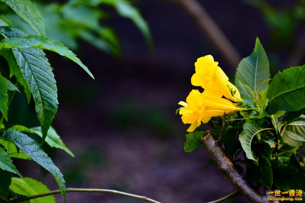 DSC_7537s.jpg