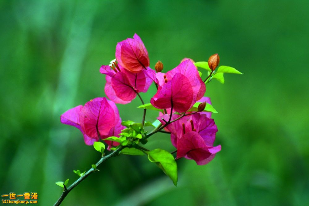 DSC_7564s.jpg