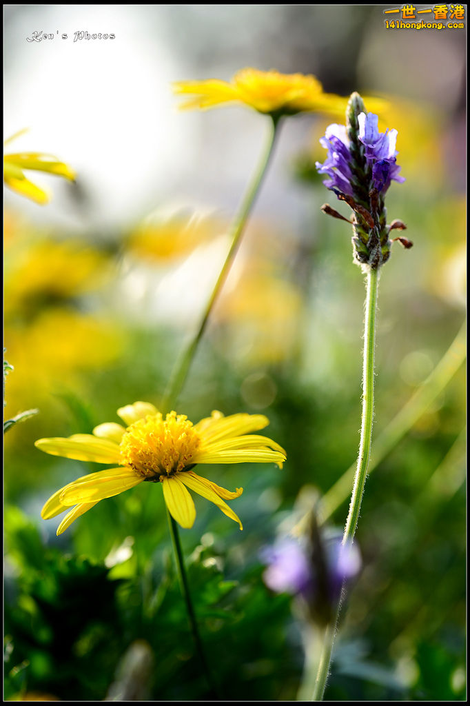 20150320flower1180.jpg