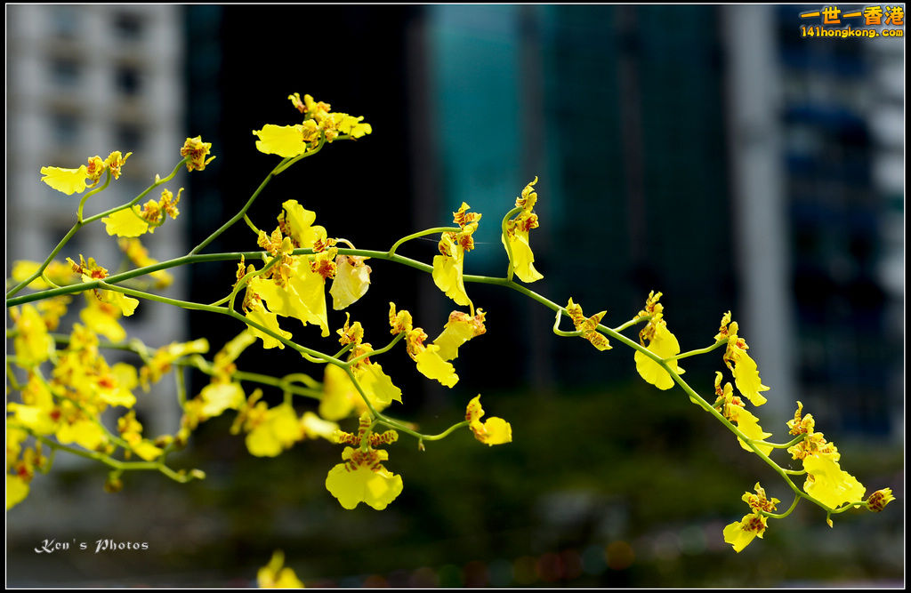 20150320flower1015.jpg