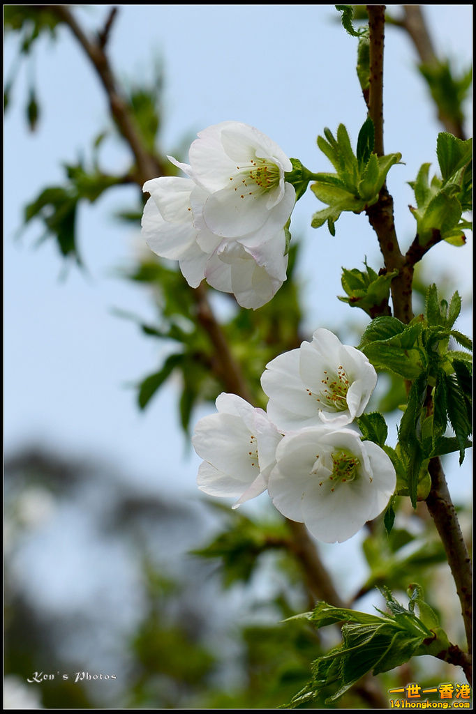 20150320flower1018.jpg