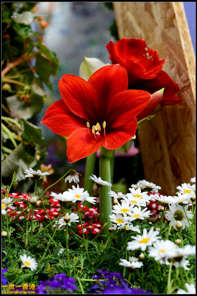 20150320flower1019.jpg