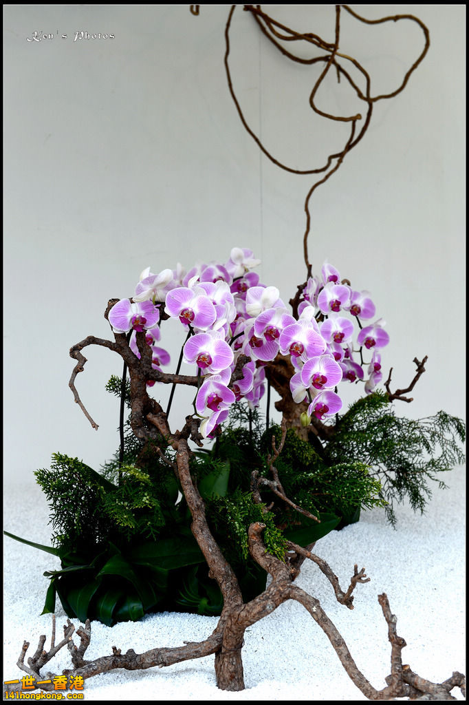 20150320flower1030.jpg