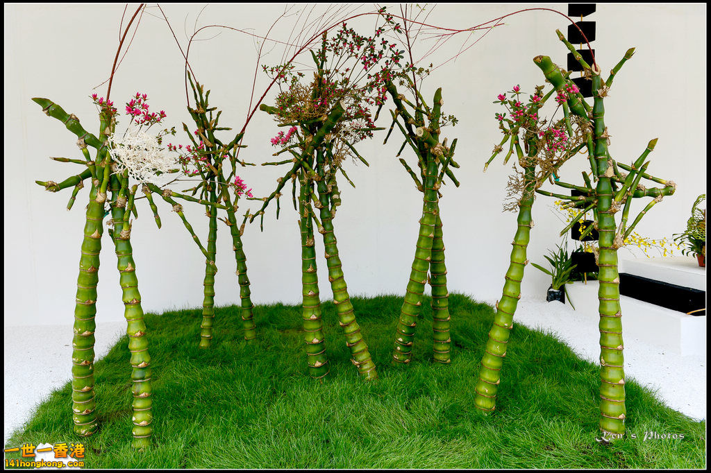 20150320flower1031.jpg