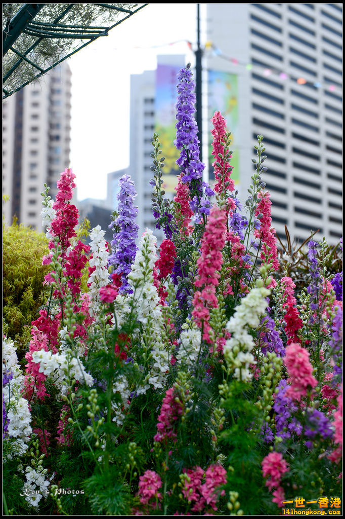 20150320flower1042.jpg