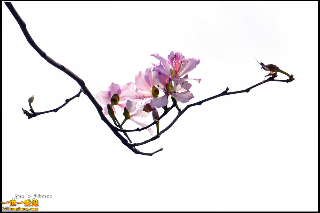 20150320flower1048.jpg
