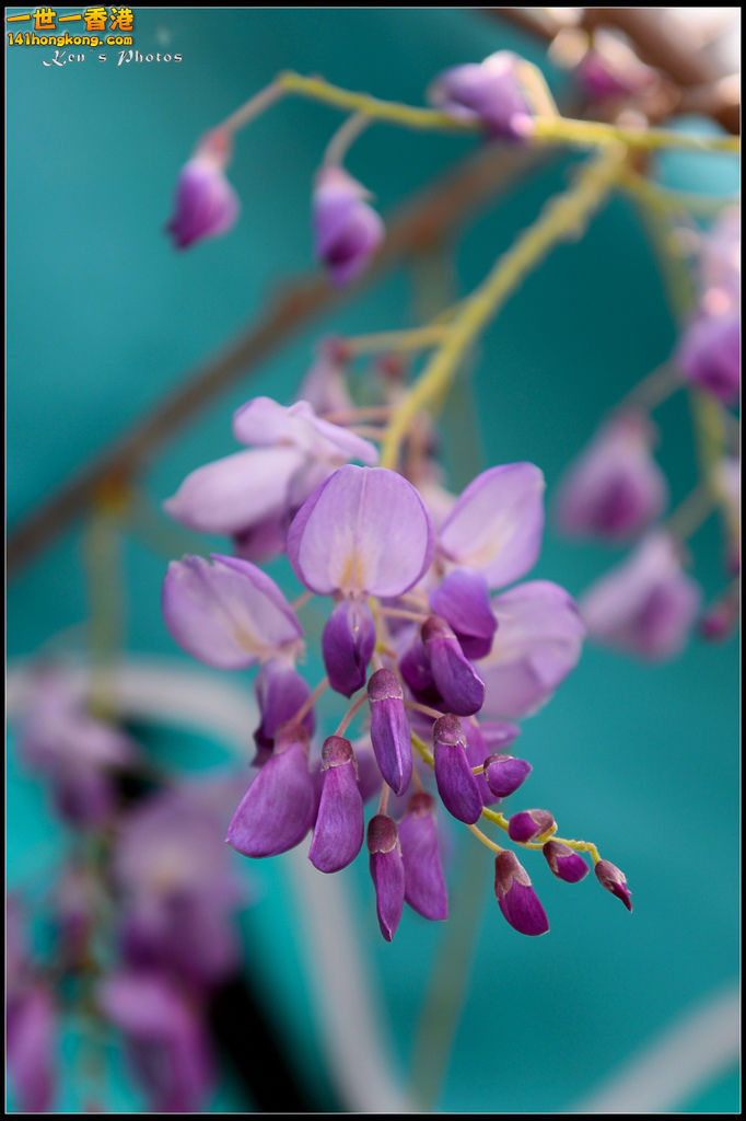 20150320flower1050.jpg