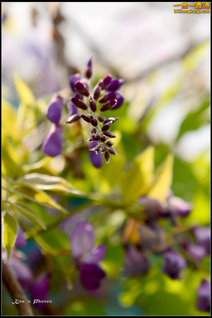 20150320flower1051.jpg