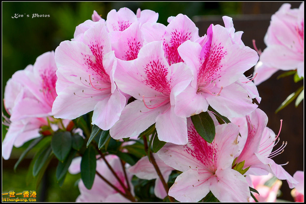 20150320flower1054.jpg