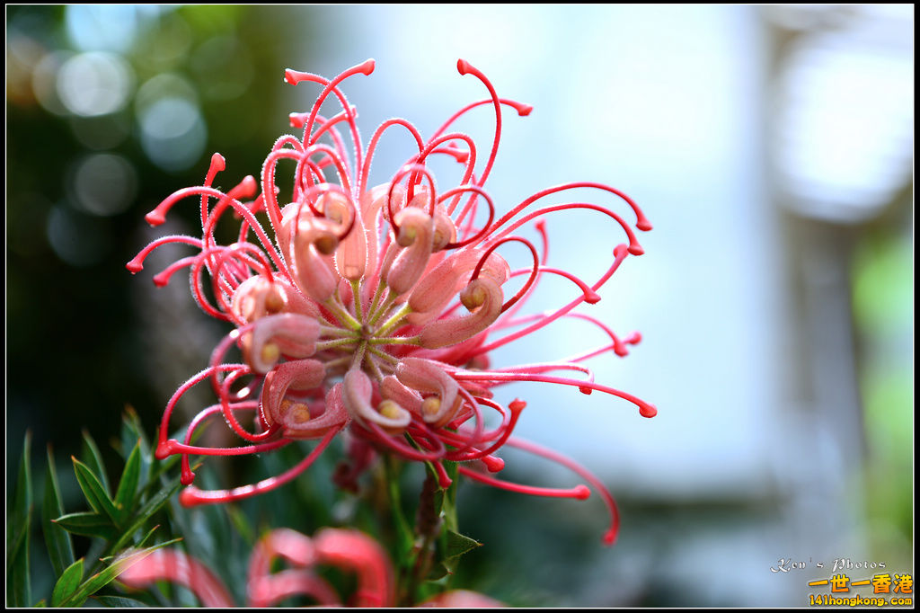 20150320flower1055.jpg
