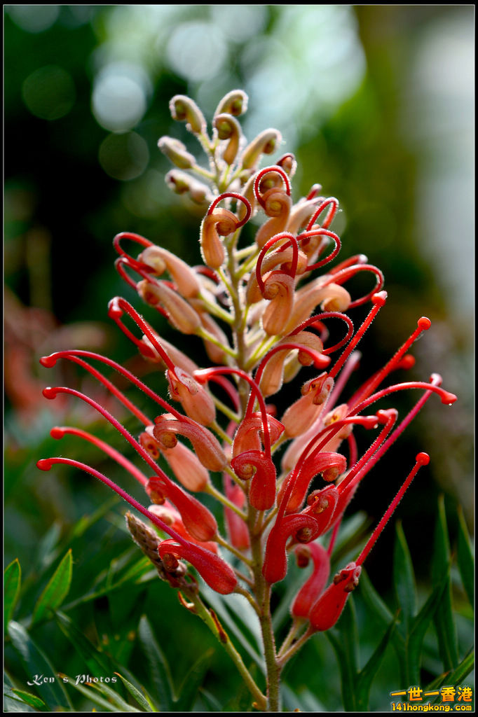 20150320flower1057.jpg