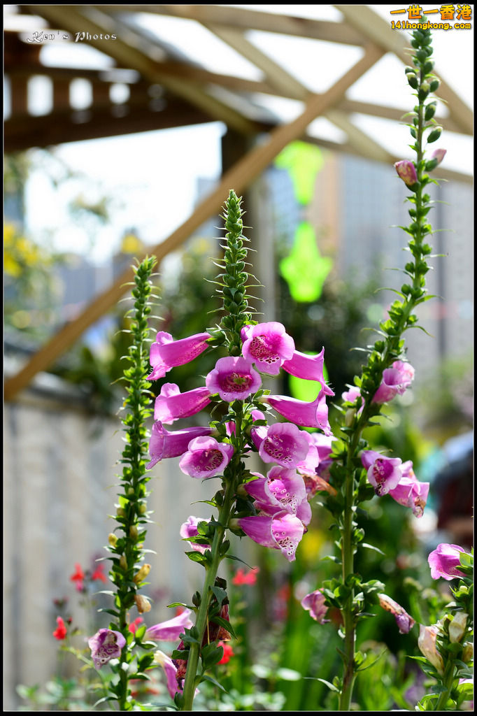 20150320flower1059.jpg