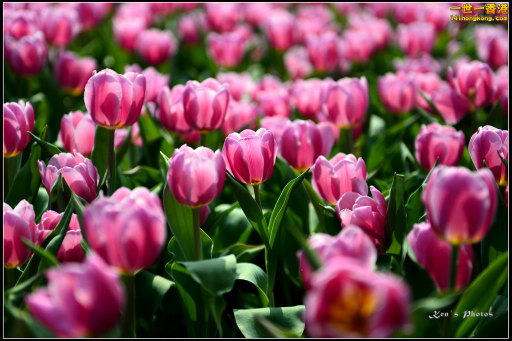 20150320flower1074.jpg