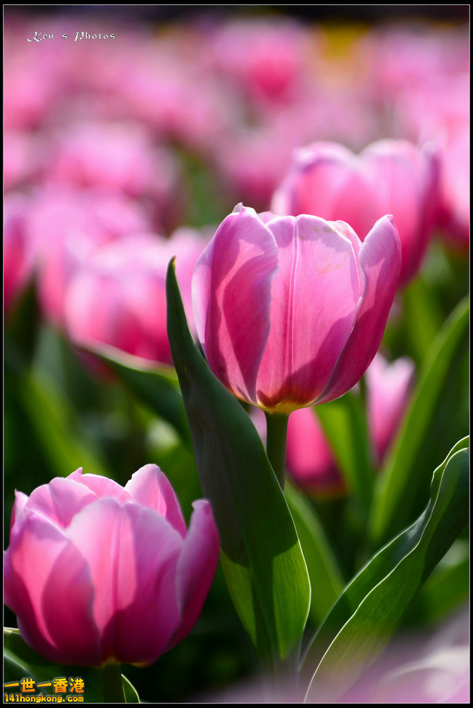 20150320flower1076.jpg