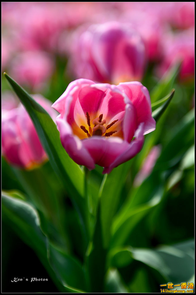 20150320flower1077.jpg