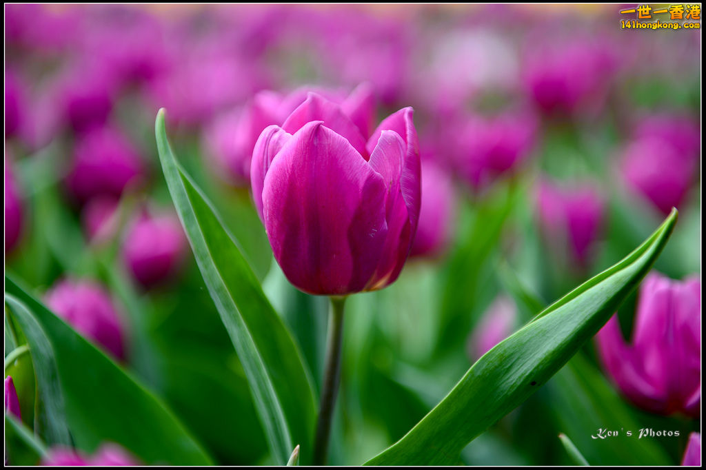 20150320flower1081.jpg