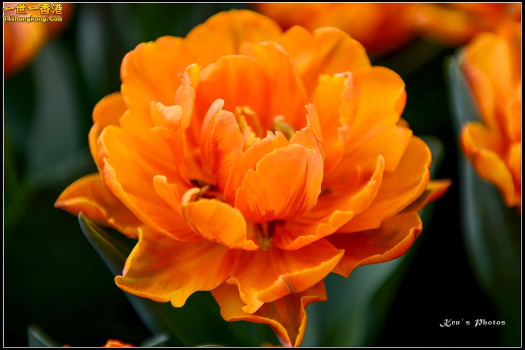 20150320flower1091.jpg