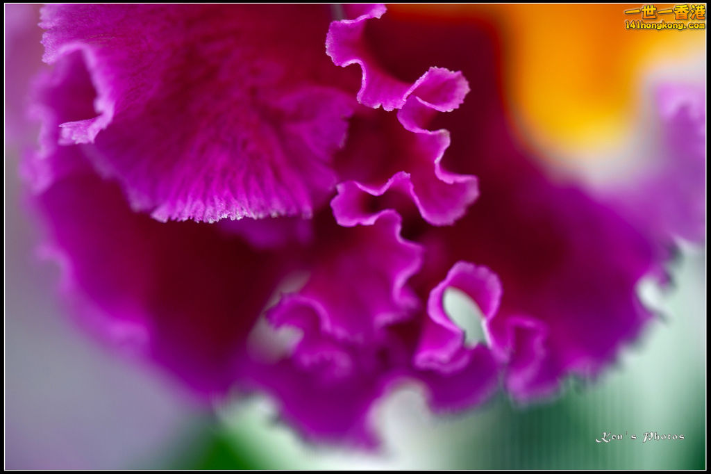 20150320flower1095.jpg