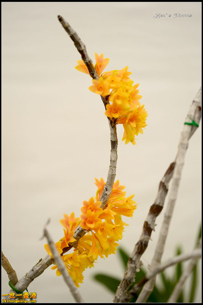 20150320flower1097.jpg