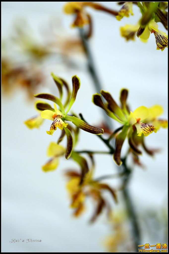 20150320flower1098.jpg