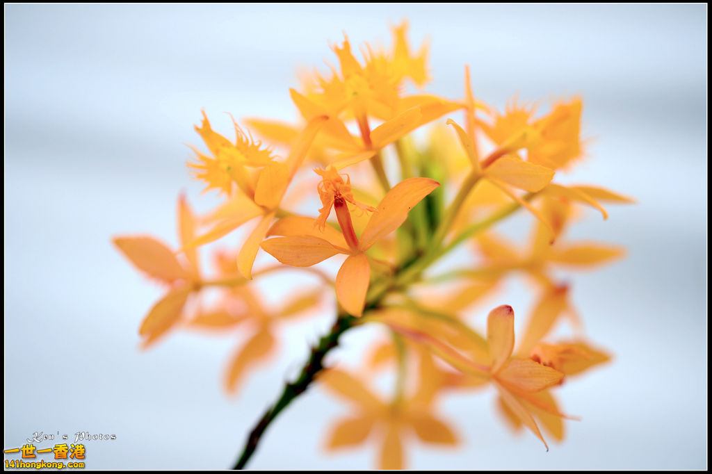 20150320flower1099.jpg
