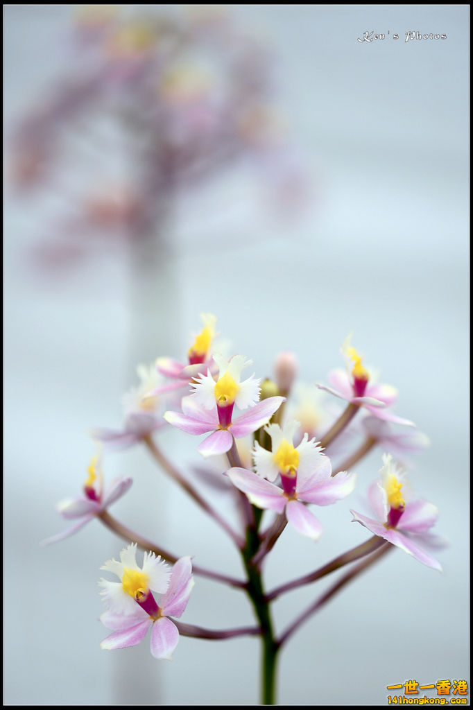 20150320flower1101.jpg