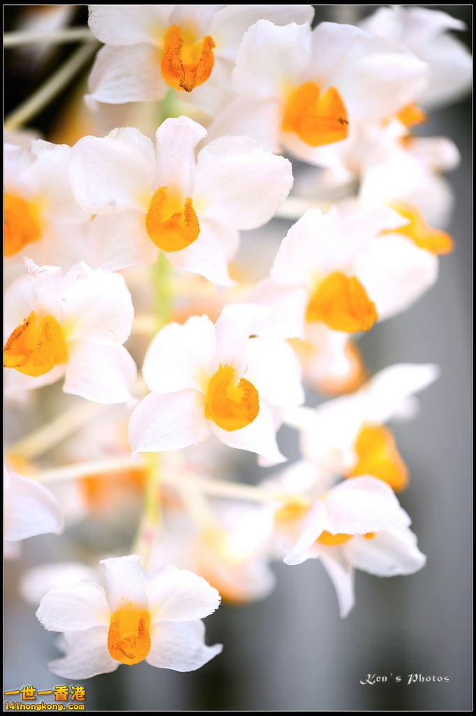 20150320flower1102.jpg