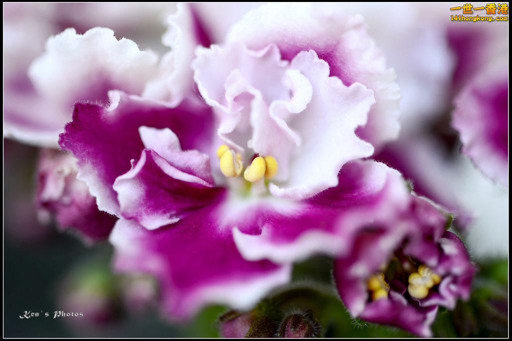 20150320flower1103.jpg