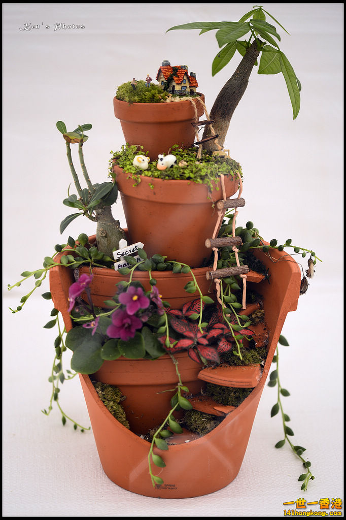 20150320flower1104.jpg