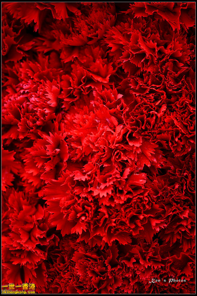 20150320flower1109.jpg
