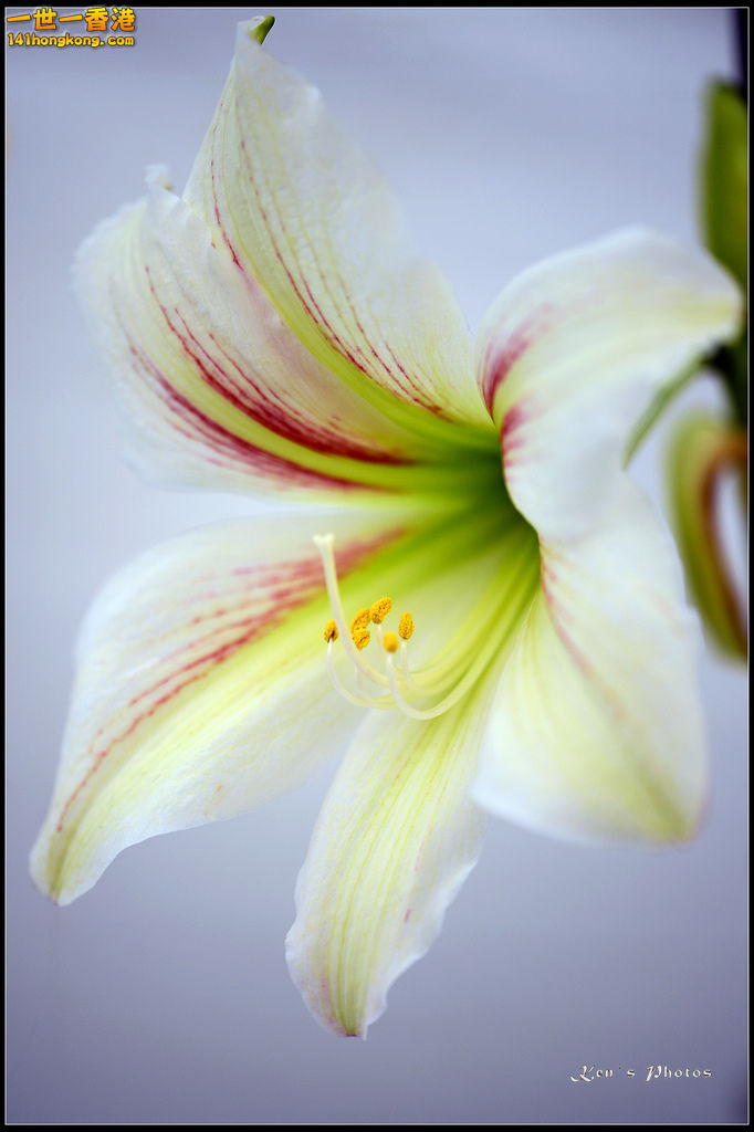20150320flower1115.jpg