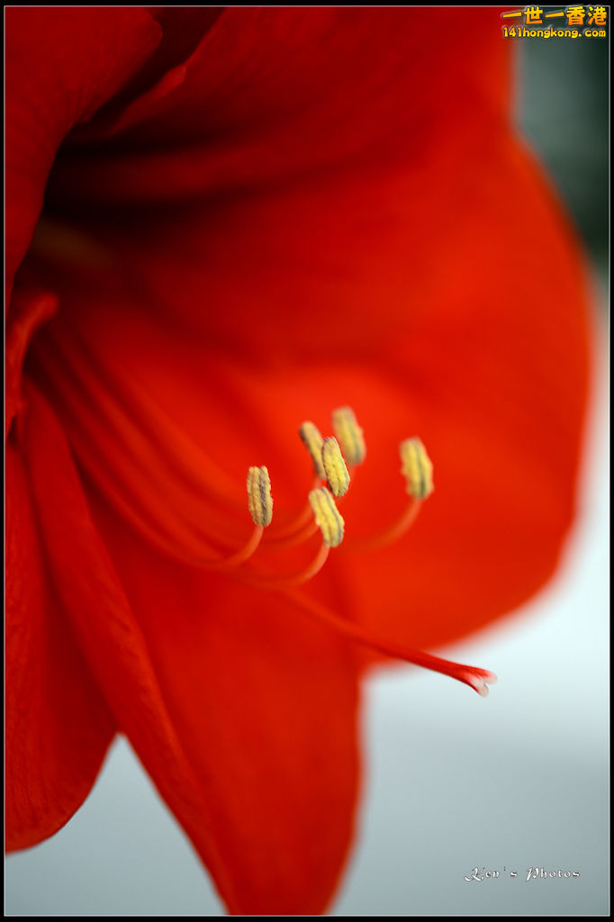 20150320flower1117.jpg