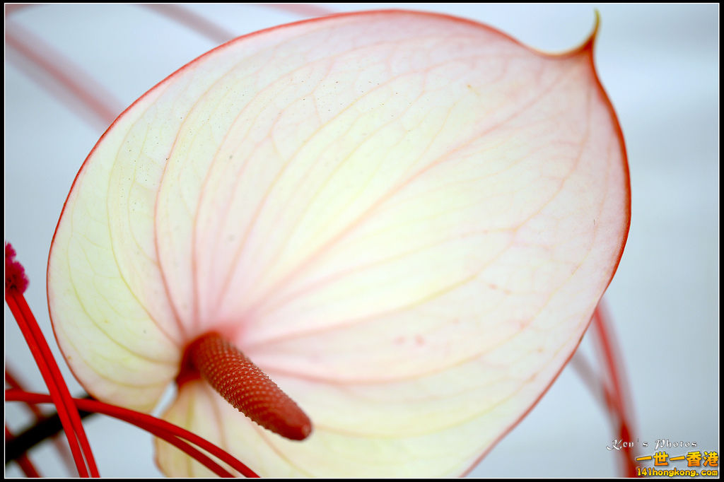 20150320flower1120.jpg