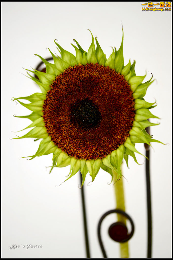 20150320flower1121.jpg