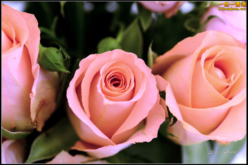 20150320flower1130.jpg