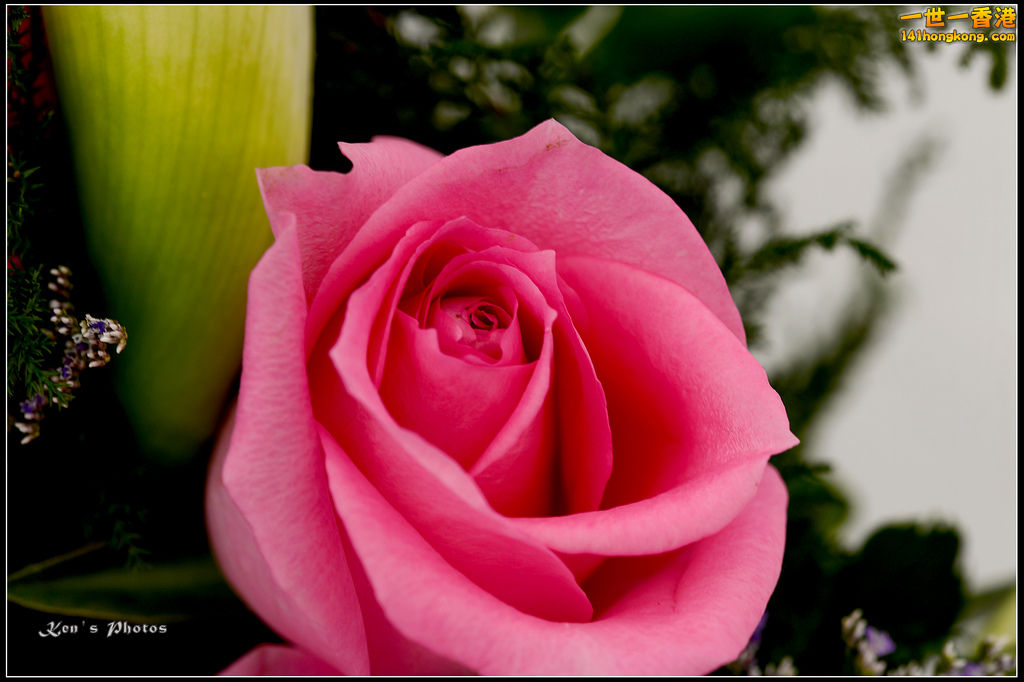 20150320flower1133.jpg