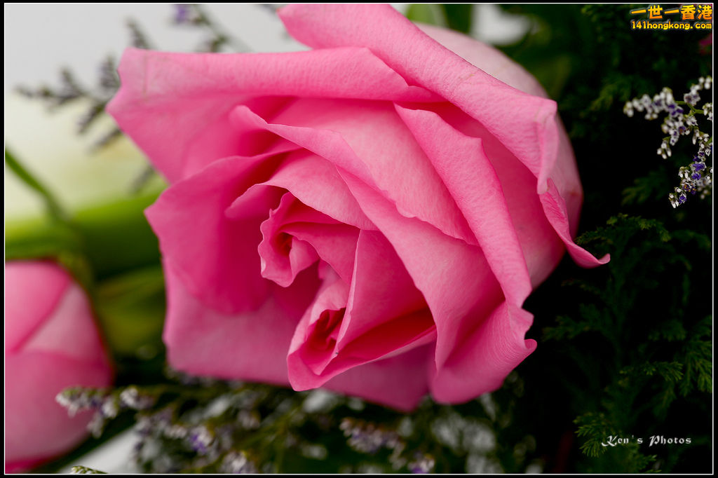 20150320flower1134.jpg
